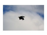 Орлан белохвостый отмахал крыльями в тишине
Фотограф: vikirin

Просмотров: 2067
Комментариев: 2