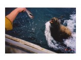 Смертельный номер!!! Кормим дикого сивуча
Охотское море. Западная Камчатка

Просмотров: 6662
Комментариев: 5
