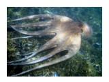 Underwater-portVendres21_135600335
Фотограф: Alexsander Semenov

Просмотров: 749
Комментариев: 0
