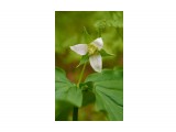 Триллиум Чоноски
Фотограф: VictorV
Trillium tschonoskii

Просмотров: 1037
Комментариев: 0