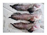 Морские слизни (липарис)  
Фотограф: 7388PetVladVik

Просмотров: 8234
Комментариев: 0