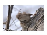 Белка-летяга или летучая белка (Pteromys volans)
Фотограф: Tsygankov Yuriy

Просмотров: 792
Комментариев: 0