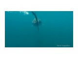 Сельдевая акула
Фотограф: Tsygankov Yuriy

Просмотров: 1288
Комментариев: 0