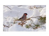 Пешая прогулка 
Фотограф: VictorV

Просмотров: 1068
Комментариев: 1