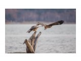 Черные коршуны
Фотограф: Tsygankov Yuriy

Просмотров: 996
Комментариев: 1