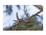 Синехвостка в отрыве ))
Фотограф: VictorV

Просмотров: 496
Комментариев: 3