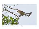 Чернобровая камышевка
Фотограф: VictorV
Black-browed Reed-warbler

Просмотров: 680
Комментариев: 0