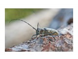 Чёрный пихтовый усач, самка
Фотограф: VictorV

Просмотров: 508
Комментариев: 0