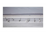 Прилетели!!!
Фотограф: Tsygankov Yuriy

Просмотров: 546
Комментариев: 0