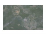 Владивосток. Набережная..Медузы
Фотограф: vikirin

Просмотров: 1022
Комментариев: 0