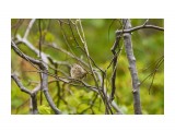 Пятнистый сверчок
Фотограф: VictorV
Lanceolated Warbler

Просмотров: 651
Комментариев: 0