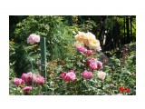 Владивосток. Ботанический сад
Фотограф: vikirin

Просмотров: 944
Комментариев: 0