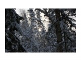 В лесу берендеевском...
Фотограф: vikirin

Просмотров: 2178
Комментариев: 0