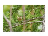 Соловей-красношейка, самка
Фотограф: VictorV
Siberian Rubythroat, female

Просмотров: 367
Комментариев: 0