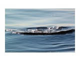 Вода.. волнит выкрутасы..

Просмотров: 2544
Комментариев: 0