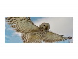 Strix uralensis
Фотограф: Tsygankov Yuriy
Семейство Strigidae

Просмотров: 955
Комментариев: 0