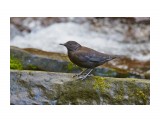 Бурaя оляпка
Фотограф: VictorV
Brown Dipper

Просмотров: 3470
Комментариев: 0