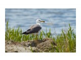 Чернохвостая чайка
Фотограф: VictorV
Black-tailed Gull

Просмотров: 369
Комментариев: 2