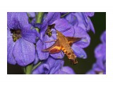 БРАЖНИК. (Бабочка, которая не садится на цветок, а зависает над ним в воздухе, как и колибри. Развивает скорость до 50 км/час).