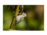 Japanese Pygmy Woodpecker
Фотограф: VictorV
Малый острокрылый дятел

Просмотров: 489
Комментариев: 1