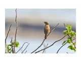 Чернобровая камышевка
Фотограф: VictorV
Black-browed Reed-warbler

Просмотров: 1185
Комментариев: 0
