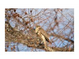 Может дербник?
Фотограф: Tsygankov Yuriy

Просмотров: 553
Комментариев: 0