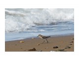 Кулик-воробей
Фотограф: VictorV
Little Stint

Просмотров: 571
Комментариев: 0