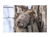 Белка-летяга или летучая белка (Pteromys volans)
Фотограф: Tsygankov Yuriy
Играем? :)

Просмотров: 830
Комментариев: 1