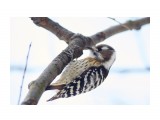 Japanese Pygmy Woodpecker
Фотограф: VictorV

Просмотров: 425
Комментариев: 1