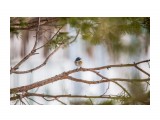 красота!
Фотограф: Tsygankov Yuriy

Просмотров: 508
Комментариев: 0