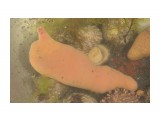 Интересное животное 2.  Кто знает?
Фотограф: Макарова Зинаида
В морской воде двигается и меняет форму. Как видно верхняя 