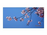 DSC09474
Сакура цветёт.

Просмотров: 83
Комментариев: 0