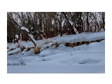 Река.. зима..берега..
Фотограф: vikirin

Просмотров: 1260
Комментариев: 0