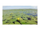 Nuphar pumila, Nymphaeaceae