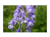 Борец(Aconitum)

Просмотров: 2698
Комментариев: 0