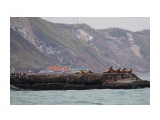 Невельск.  (17 ноября 2014). Сивучи на брекватере.
Фотограф: 7388PetVladVik

Просмотров: 4385
Комментариев: 2