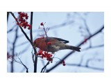 Щур самец.
Фотограф: Tsygankov Yuriy

Просмотров: 571
Комментариев: 0