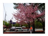 Парк. Сакура цветёт.

Просмотров: 598
Комментариев: 0