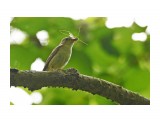 Японская мухоловка, самка
Фотограф: VictorV
Narcissus Flycatcher, female

Просмотров: 442
Комментариев: 0