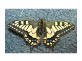 ANISE SWALLOWTAIL
Фотограф: VictorV
Papilio zelicaon

Просмотров: 1526
Комментариев: 1