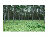 Название: Лес
Фотоальбом: Разное
Категория: Пейзаж
Фотограф: Mikhaylovich

Время съемки/редактирования: 2011:04:17 20:46:13
Фотокамера: NIKON CORPORATION - NIKON D70s
Диафрагма: f/8.0
Выдержка: 5/300
Фокусное расстояние: 16/1



Просмотров: 4502
Комментариев: 2