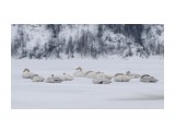 Временное пристанище - Углегорский район
Фотограф: Зинаида Макарова
Во время апрельского перелета на север лебеди 
