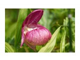 Венерин башмачок крупноцветковый 