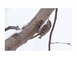 Пищуха
Eurasian Treecreeper

Просмотров: 500
Комментариев: 2