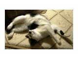Маська-акробатка.

Просмотров: 435
Комментариев: 0