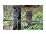 Совы
Фотограф: vikirin

Просмотров: 1439
Комментариев: 0