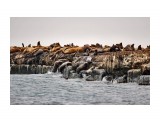 Сивучи
Фотограф: Tsygankov Yuriy

Просмотров: 620
Комментариев: 0