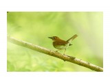 Соловей-свистун
Фотограф: VictorV
Rufous-tailed Robin

Просмотров: 592
Комментариев: 0