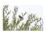 Russet Sparrow
Фотограф: VictorV
Рыжий воробей

Просмотров: 548
Комментариев: 0