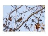 Eyebrowed Thrush
Фотограф: VictorV
Оливковый дрозд

Просмотров: 461
Комментариев: 0